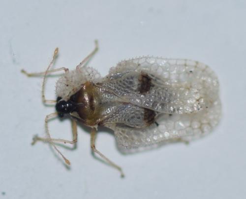 Corythucha ciliata
